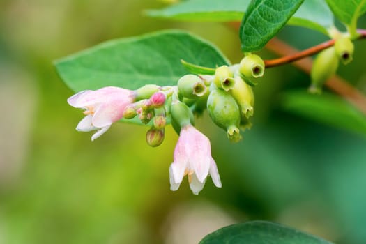 Twig with green buds and pink flowers