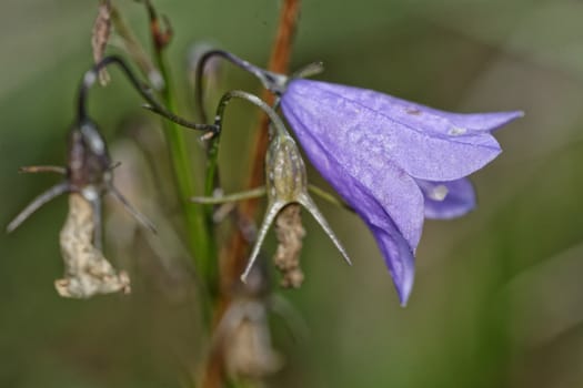 Violet bell flower with blurred background