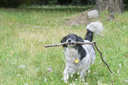 Running dog with stick in park.