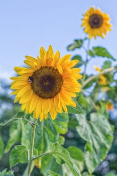 Sunflowers on a background of the blue sky