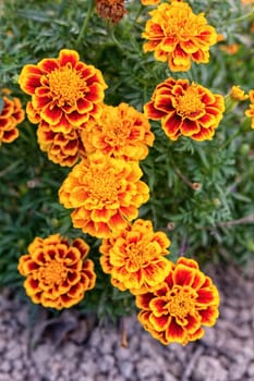Yellow and orange marigold flowers in the garden in the fall