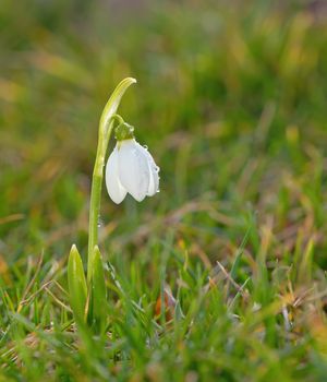 Single snowdrop flowers on filed