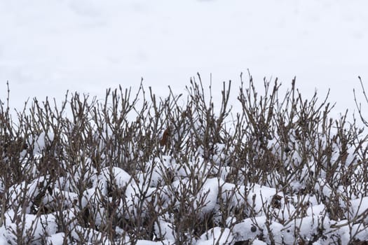 frozen shrubs under snow on white background