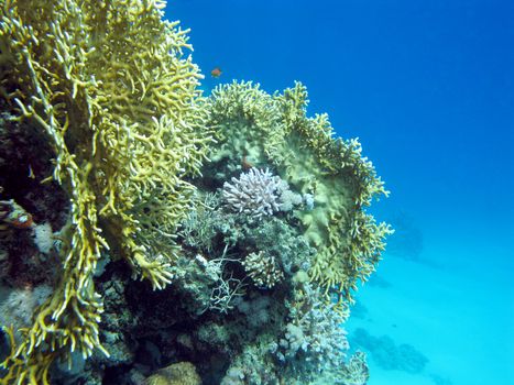 coral reef at the bottom of tropical sea on blue water background, underwater