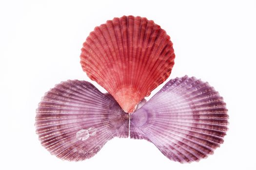 some colorful seashells of mollusk isolated on white background, close up