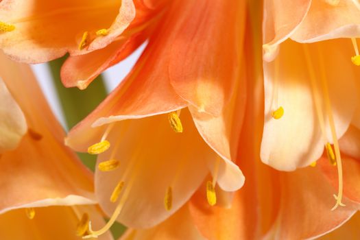 beautiful flowers of Clivia miniata, close up.