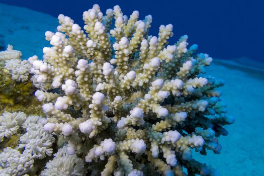 coral reef with finger coral in tropical sea on a background of blue water, underwater