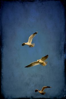Textured image of three seagulls.