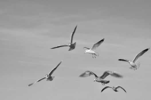 Monochromatic image of seagulls in motion.