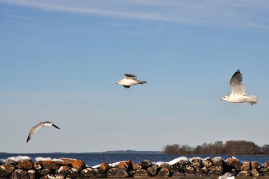 Seagulls flying a sunny day.