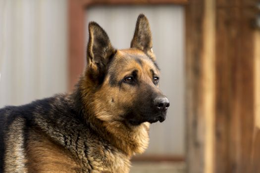 german shepherd stopped on the street and looks intelligent eyes