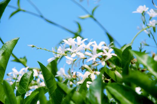 a rich green plant with leaves and whit flowers under clear blue sky