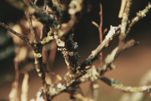 a dead branch with dry moss growing on it, extreme close up and close depth of field