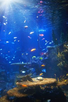 Tropical fish near coral reef with blue ocean water