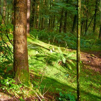 Green forest at sunrise with warm light