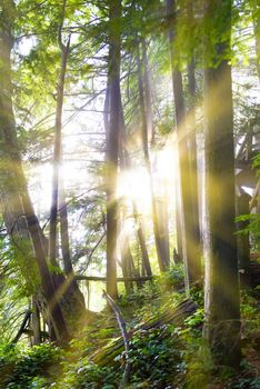 Green forest at sunrise with warm light