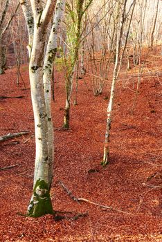 Autumn forest. Naked trees and yellow leaves on the ground