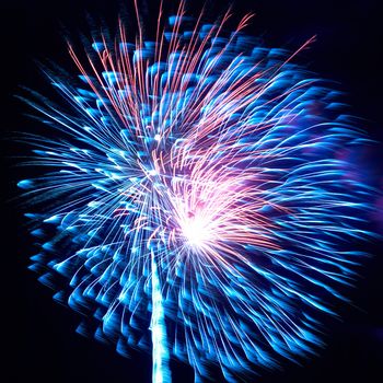 Blue and red colorful holiday fireworks on the black sky background.