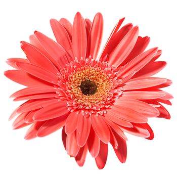 Red flower gerbera isolated on white background