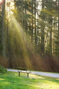 Bench on the road in green park with trees under sunny light