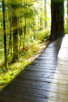 Wooden path through green forest at sunrise with fog and warm light