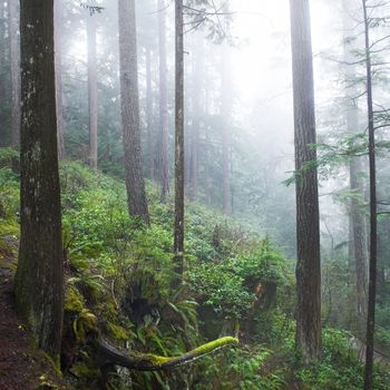 Dark misty forest with big green pine trees