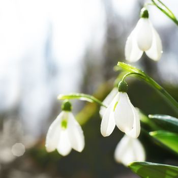 Spring snowdrop flowers with snow in the forest