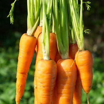 Bunch of carrots with green soft background