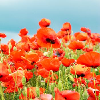 Field of beautiful red poppies with green grass