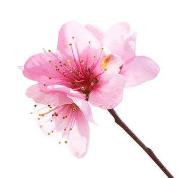 Almond pink flowers isolated on white. Macro shot