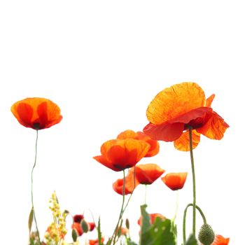 Beautiful red poppies isolated on white background