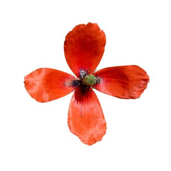 Red poppy with four 4 petals isolated on white