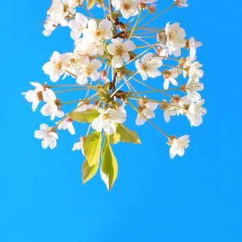 White cherry flowers with blue sky background