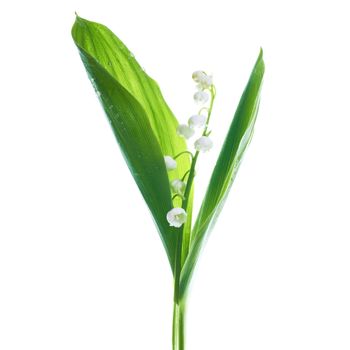 White flowers lilies of the valley isolated on white background