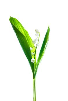 White flowers lilies of the valley isolated on white background