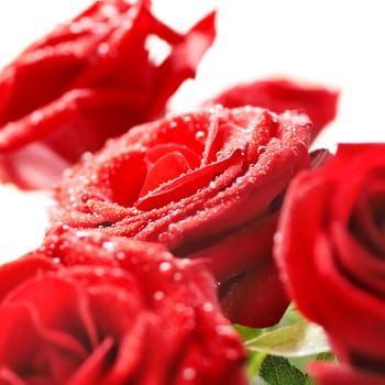 Bunch of red beautiful roses with water drops isolated on white.