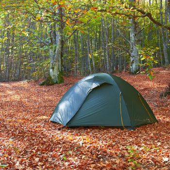 Green tent in the yellow autumn forest