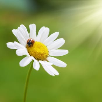 White flower daisy- camomile with red ladybug on green background