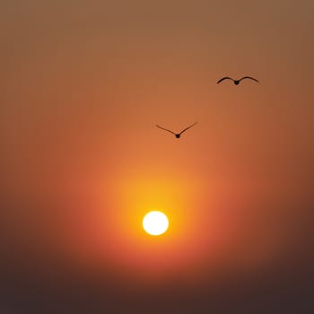 Beautiful sunset on the sea, red sun and flying seagulls