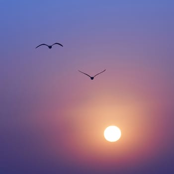 Beautiful sunset on the sea, red sun and flying seagulls