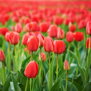 Field of beautiful red tulips in spring time