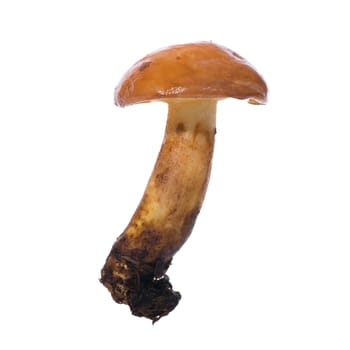 Edible mushroom Suillus luteus) on a white background
