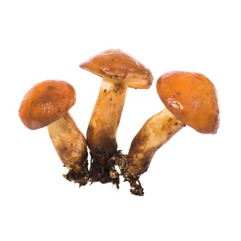 Group of edible mushrooms Suillus luteus) on a white background