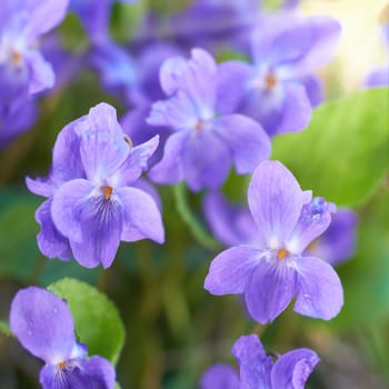 Viola flowers on the green sunny field