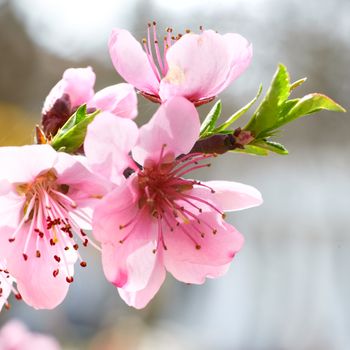 Almond pink flowers isolated on white. Macro shot