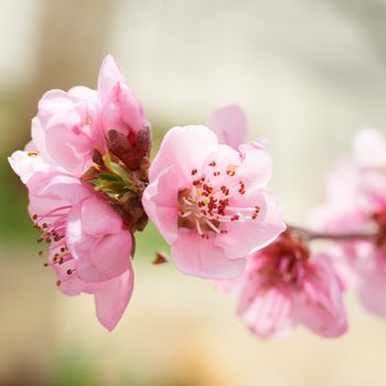 Almond pink flowers isolated on white. Macro shot