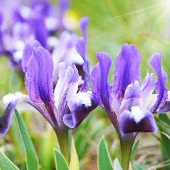 Flowerbed of purple irises in a green garden