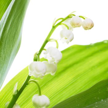 White flowers lilies of the valley isolated on white background