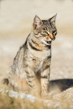 Gray striped cat with yellow eyes sitting on green grass