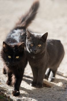 Two cats black and gray looking at camera